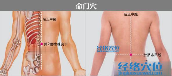 命門穴的準確位置圖