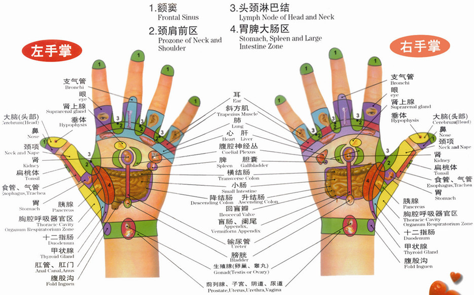 手部反射區圖（左手掌、右手掌）