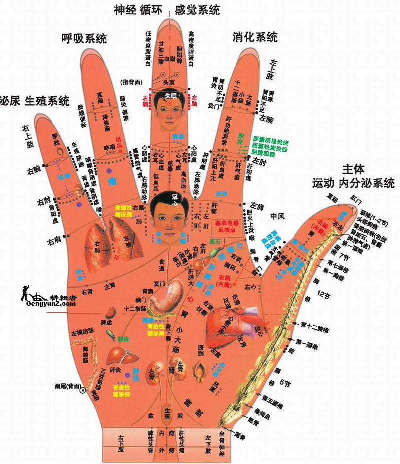 手部反射區圖