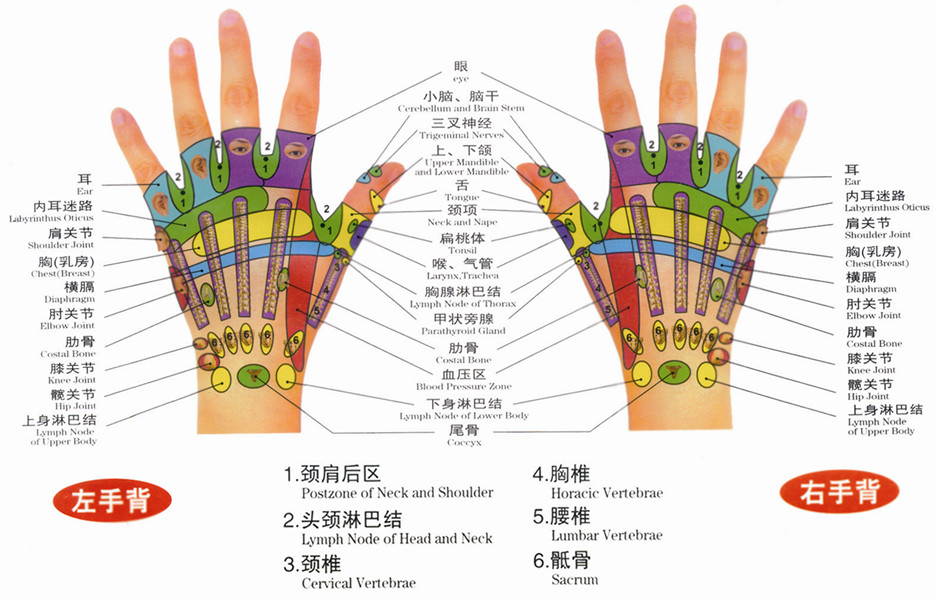手部反射區圖（左手背、右手背）