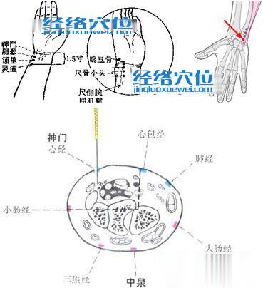 神門穴解剖圖