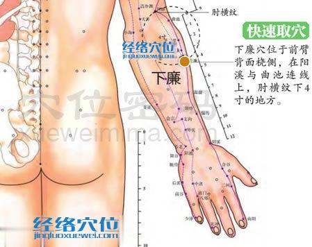 圖解下廉穴的位置