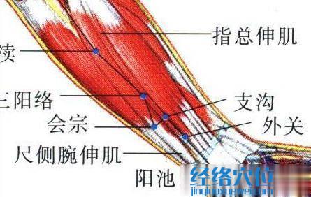 外關(guān)穴的位置解剖分析圖