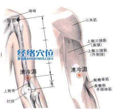 清冷淵穴的位置解剖分析圖