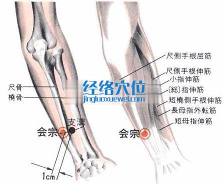 會宗穴的位置解剖分析圖