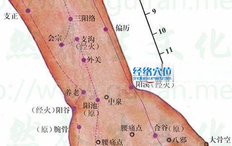 會宗穴的準確位置圖