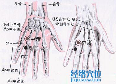 中渚穴的位置解剖分析圖