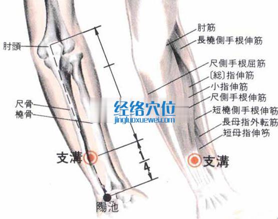 支溝穴的位置解剖分析圖