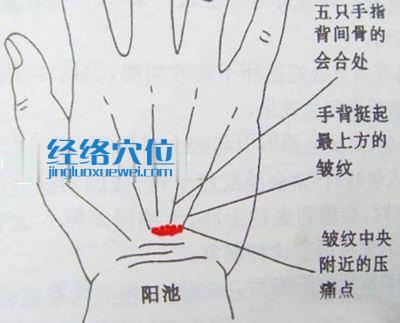 圖解陽池穴的準確位置