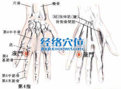 液門(mén)穴的位置解剖分析