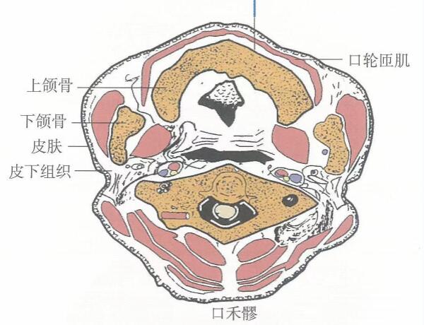 口禾髎的準確位置圖及功效視頻位位置圖
