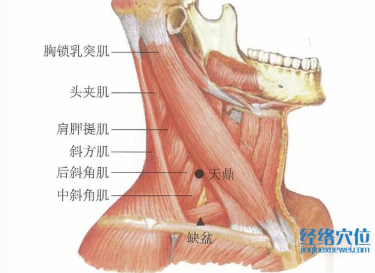天鼎的準(zhǔn)確位置圖及視頻功效位位置圖