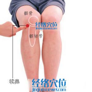 犢鼻穴的準確位置圖