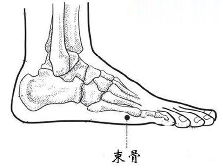 束骨穴的準確位置圖