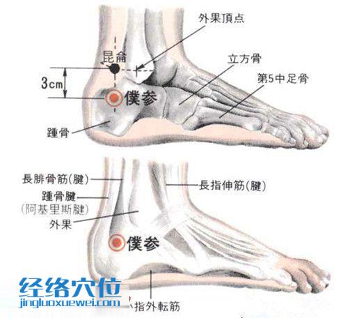 仆參穴的解剖結構圖
