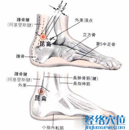 昆侖穴的解剖分析圖
