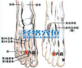 內(nèi)庭穴的位置及解剖分析圖