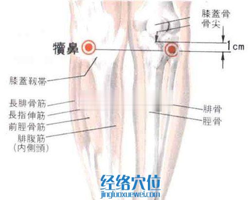 犢鼻穴的位置解剖分析圖
