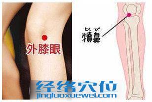 犢鼻穴的準確位置圖
