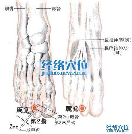 厲兌穴的位置解剖分析圖