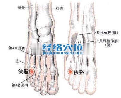 俠溪穴的位置解剖分析圖