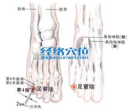 足竅陰穴的位置解剖分析圖
