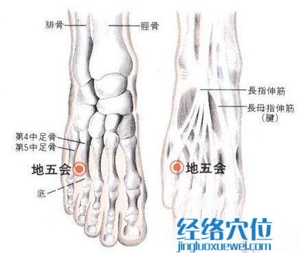 地五會穴的位置解剖分析圖