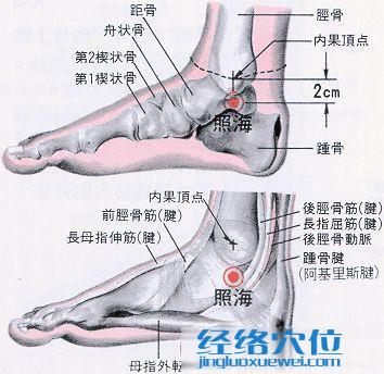 照海穴的位置解剖分析圖