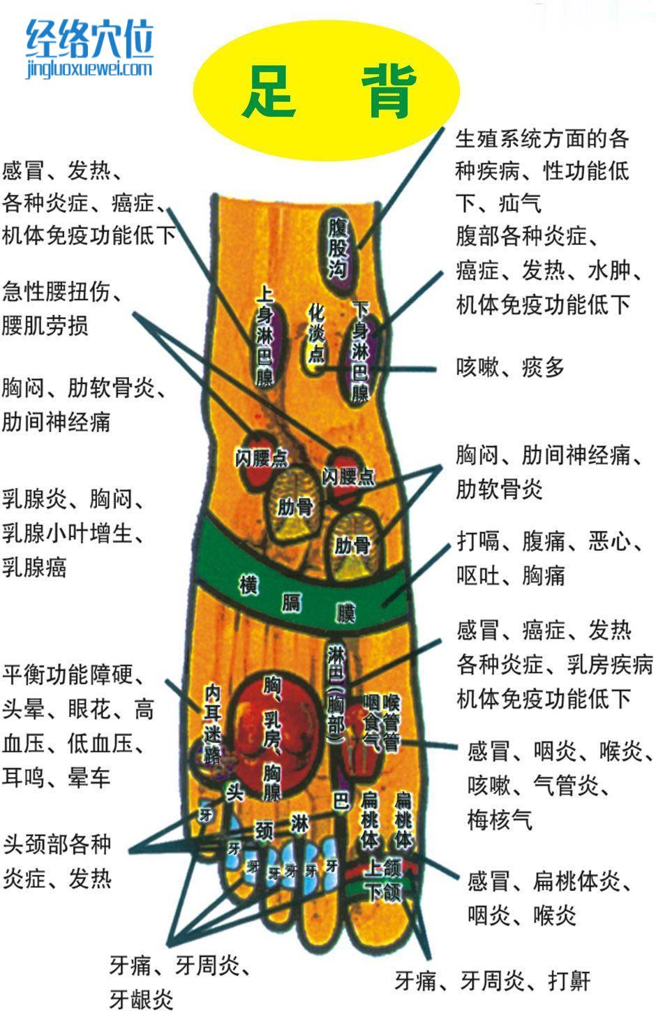 足部反射區(qū)圖（足背）