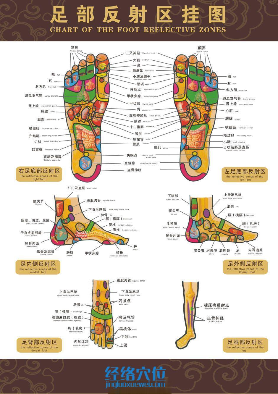 高清足部反射區(qū)圖
