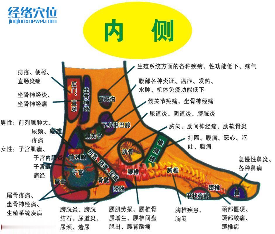足部內(nèi)側(cè)反射區(qū)圖