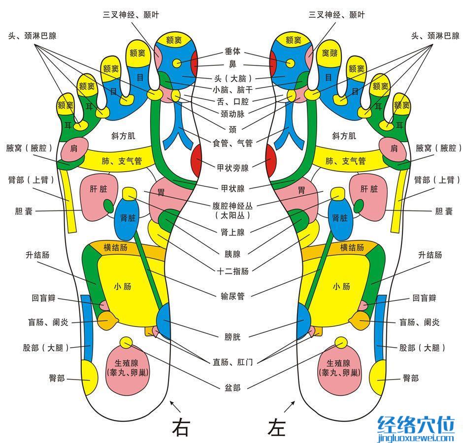 腳底反射區(qū)示意圖