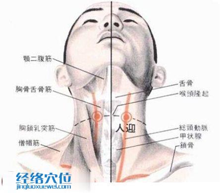 人迎穴的位置及解剖分析圖