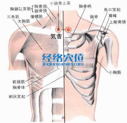 氣舍穴的位置解剖分析圖