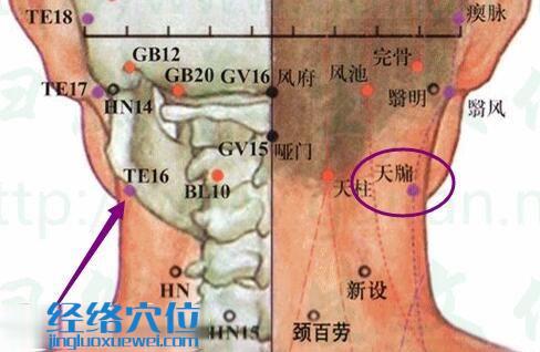 天牖穴的準(zhǔn)確位置圖