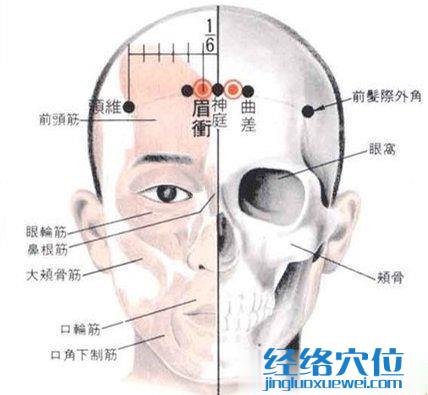 眉沖穴的解剖分析圖