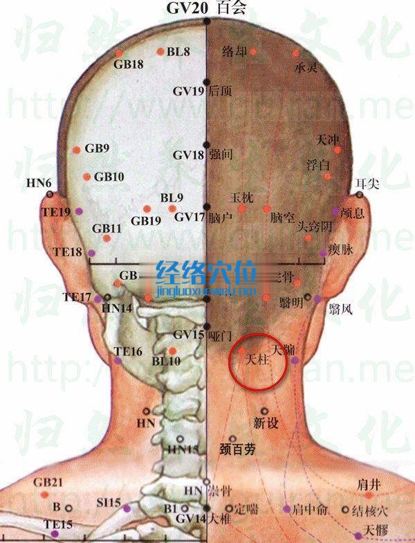 天柱穴的位置及解剖分析圖