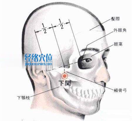 下關穴的位置解剖分析圖