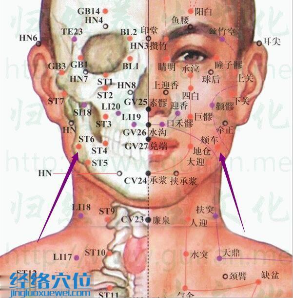 頰車穴的準確位置圖