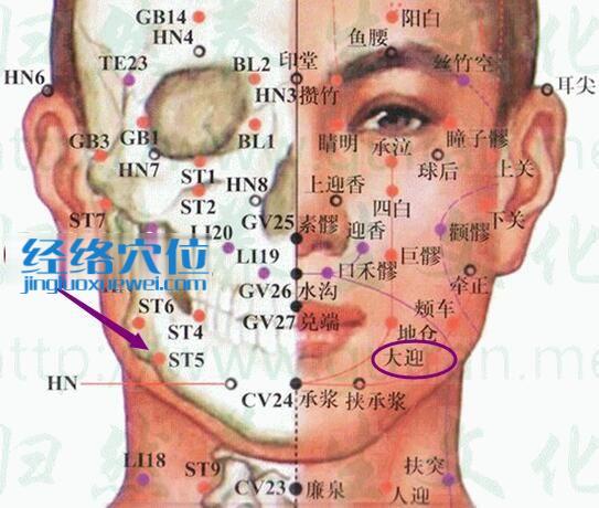 大迎穴的準(zhǔn)確位置及解剖分析圖