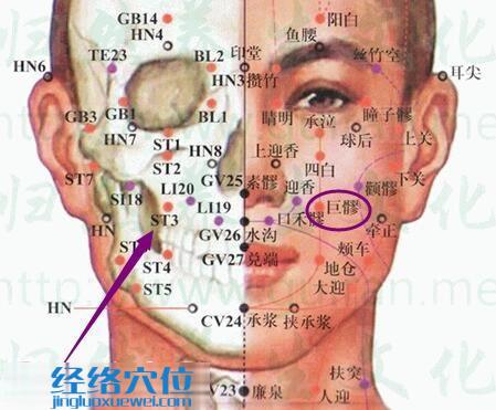 巨髎穴的位置解剖分析圖