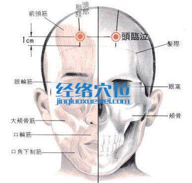 頭臨泣穴的位置解剖分析圖