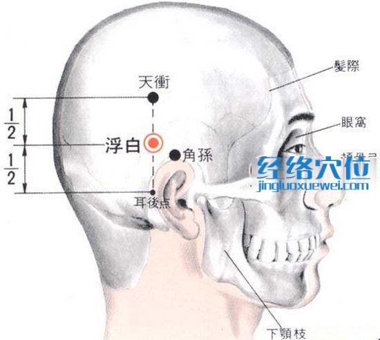 浮白穴的位置解剖分析圖