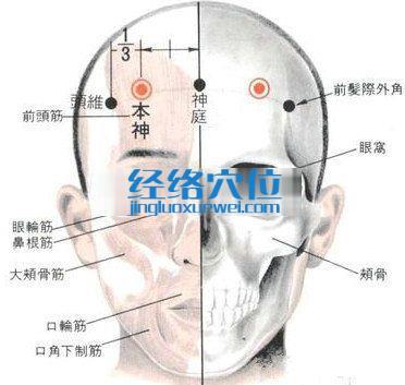 本神穴的位置解剖分析圖