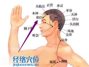 陽白穴位位置圖