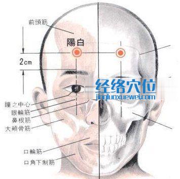 陽白穴的位置解剖分析圖