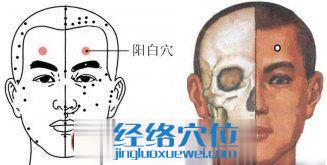 陽白穴位圖