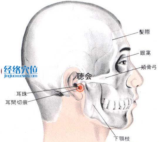 聽會穴的位置解剖分析圖