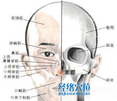 素髎穴的位置解剖分析圖