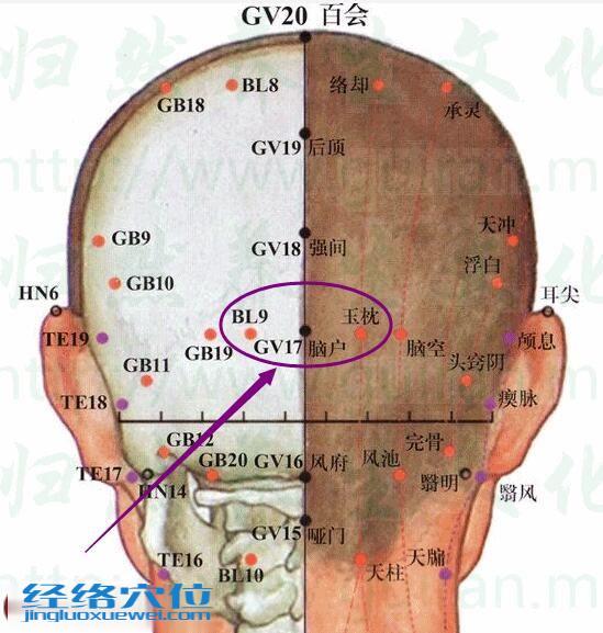 腦戶穴的準(zhǔn)確位置圖
